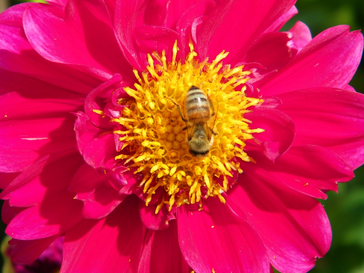 Dahlia and a busy bee