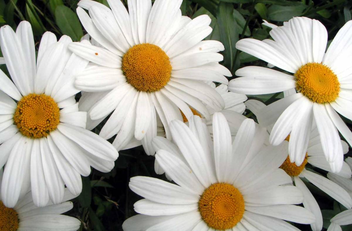 Shasta Daisies