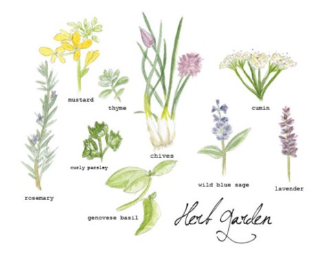 Herb Garden by Haley Harmon