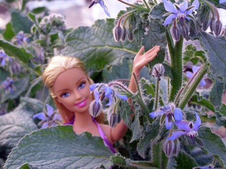 Barbie and Borage