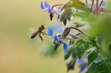 Borage-Bee