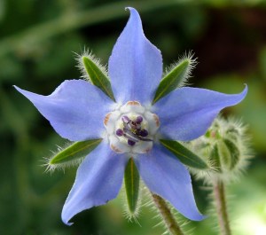 Borage flower