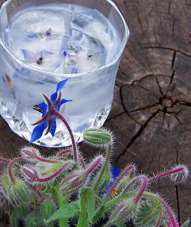 Borage in ice