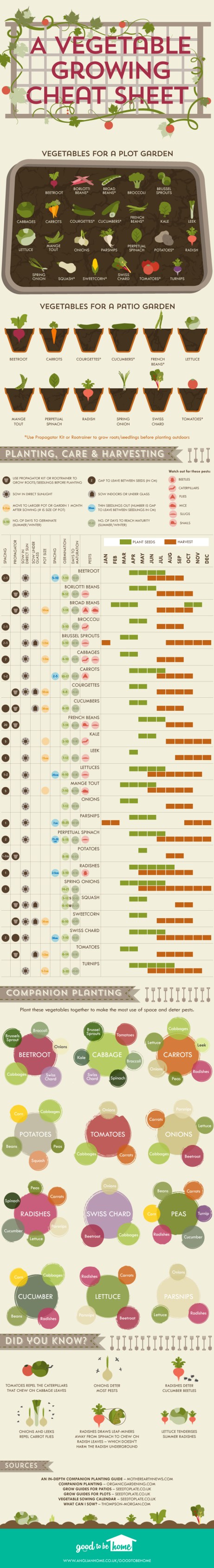 A-Vegetable-Growing-Cheat-Sheet-infographic